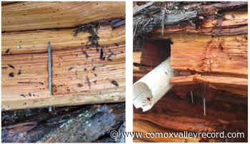 RCMP investigating spiked tree found in Fairy Creek area - Comox Valley Record