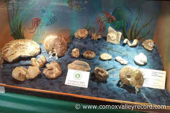 Courtenay Gem and Mineral Club hosting show on Easter weekend - Comox Valley Record