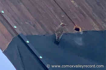 Woodpecker makes its home in Cowichan’s Big Stick - Comox Valley Record