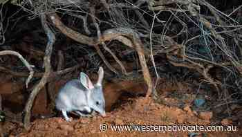 Bilby populations climb across the country - Western Advocate