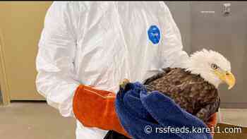 U of M Raptor Center cautions against feeding birds amid avian flu outbreaks