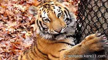 New addition roaming around the tiger habitat at the Minnesota Zoo