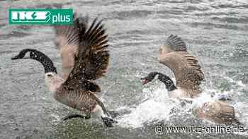 Iserlohn: Was hilft gegen Gänsekot an Seilersee und Lenne? - IKZ News