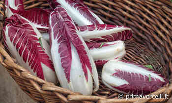 Da martedì 19 aprile in regalo con Notizia Oggi Vercelli la cicoria rossa di Treviso - Prima Vercelli
