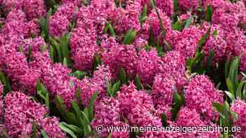 Hyazinthe verblüht: Was man mit den Blumenzwiebeln machen kann