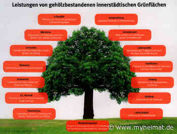 Baumpflanzungen auf dem Rewe - Parkplatz in der Stadt Sehnde - Sehnde - myheimat.de