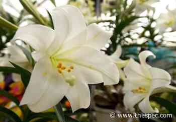 A dozen things to do around Hamilton this Easter weekend - Hamilton Spectator