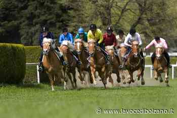 Lunedì di Pasqua tornano le corse dei cavalli Haflinger a Merano - La Voce di Bolzano