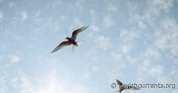 Palestinian Painter - Jewish Currents