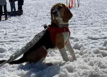 Près de Nancy. Un chiot tué par le conducteur d’un Porsche Cayenne : la propriétaire témoigne - Lorraine Actu