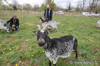 Des chèvres en écopâturage au cimetière du Sud - Ville de Nancy