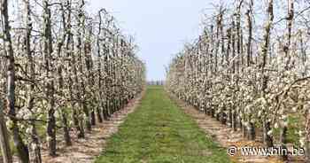 Van verlichte boomgaarden in Sint-Truiden tot fruitige landschappen in Borgloon: Deze 7 Limburgse bloesemroutes mag je niet missen - Het Laatste Nieuws