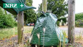 Hamminkeln will Gießpatenschaften im Sommer einführen - NRZ News