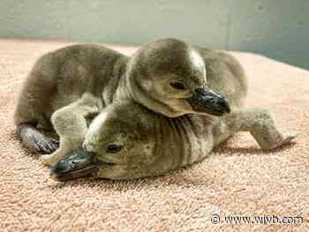Penguin chicks born at Aquarium of Niagara