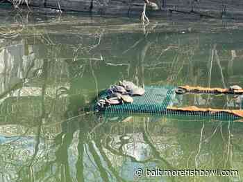 Baltimore community groups install 'turtle island' in Inner Harbor - - Baltimore Fishbowl