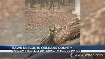 WATCH: DEC Officer rescues red-tailed hawk