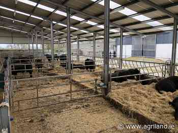 Beef Focus: Breeding fast horses and pedigree Angus cattle at Gigginstown - Agriland