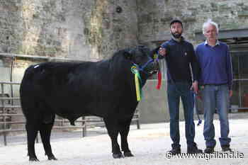 Munster Aberdeen Angus club sets sale record of €5,100 - Agriland
