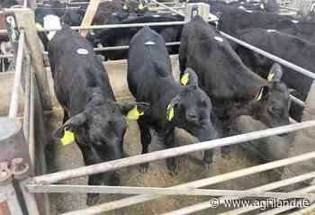 New markets secured for up to 10,000 Angus calves - Agriland