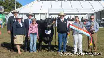 Sydney Royal 2022: Pine Creek Angus bull claims interbreed supreme beef exhibit - The Land Newspaper