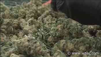 Rochester-area businesses among those granted first conditional cannabis growing licenses