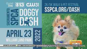 Doggy Dash - Good Day Sacramento