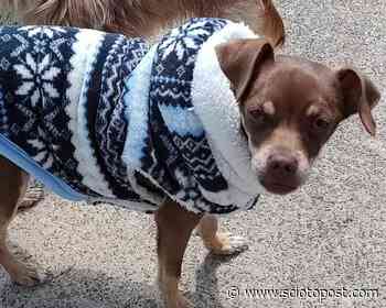 ADOPTABLE: Dash Dog of the Month 5 Month Old Lucy - Scioto Post