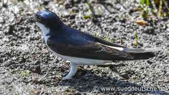 Tiere - Hilpoltstein - Rauch- und Mehlschwalbe kehren nach Bayern zurück - Bayern - Süddeutsche Zeitung - SZ.de