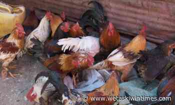 Avian flu detected in Wetaskiwin County - Wetaskiwin Times Advertiser