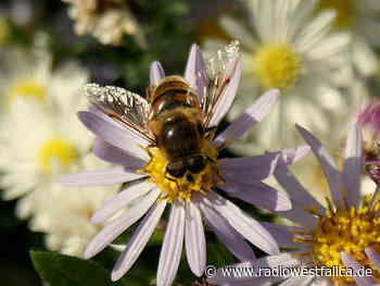 Sperrbezirk in Stemwede wegen Bienen-Infektionskrankheit - Radio Westfalica