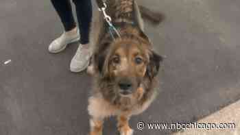 Bond for Aurora Man Charged With Shooting Neighbor's Dog in Head Set at $100K - NBC Chicago