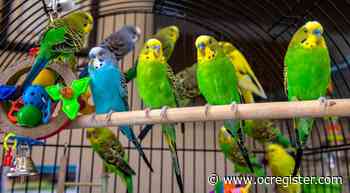 Parakeets rescued from local trail now need homes - OCRegister