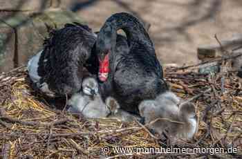 Lampertheimer Trauerschwäne haben Nachwuchs bekommen - Lampertheim - Nachrichten und Informationen - Mannheimer Morgen