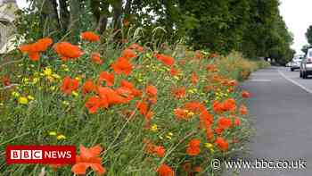 Southend Council to mow parks and grass once a year