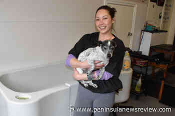 Local dog groomer in Sidney expresses support for shut-down competitor – Peninsula News Review - Peninsula News Review