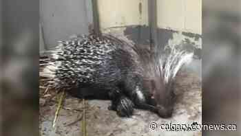 Calgary Zoo's newest arrival is a baby porcupine | CTV News - CTV News Calgary