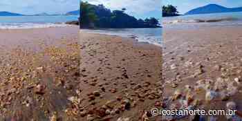 Conchas dominam praia de Ubatuba e vídeo surreal arranca suspiros - Costa Norte