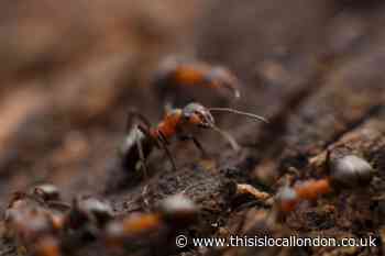 5 household items that will keep ants out of your home amid 'hottest days of the year'