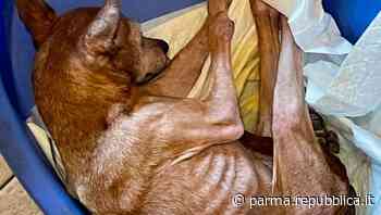 Due cani malnutriti salvati in un appartamento di Parma - La Repubblica