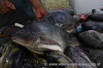 Venda de peixes: Semana Santa movimenta mercados e feiras de Juazeiro (BA) - Blog Edenevaldo Alves