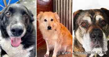 The senior citizen pets in Hull who need a forever home - Hull Live