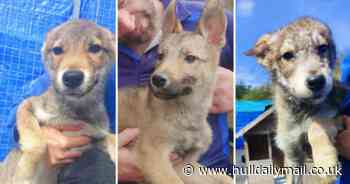 Three puppies with deformed legs found abandoned under Hull shed - Hull Live