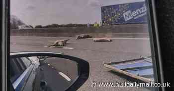 Dead pigs spill across M18 in lorry crash 'massacre' - Hull Live