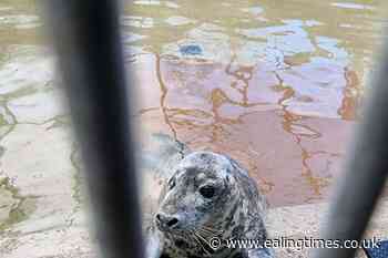 Over-friendly wild seal in rehab after being fed by beachgoers - Ealing Times