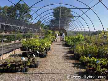 Cincinnati Zoo and Klosterman Baking Company Team up on a Native Plant Sale to Promote Local Bee Pollination - Cincinnati CityBeat