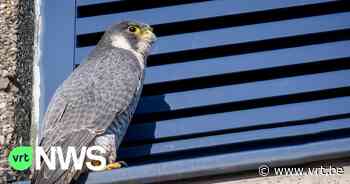 Brandweer bouwt in Lommel een nestkast voor de slechtvalk aan een toren van de kazerne - VRT NWS