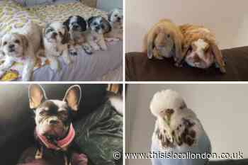 The adorable pets of south east London this National Pet Month