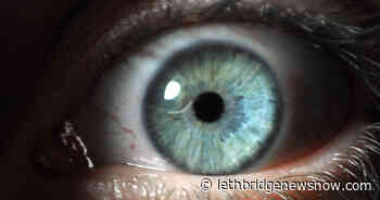 Not Just Allergies: Gardener's Itchy Eye Caused By Fly Larvae - Lethbridge News Now