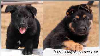 Winners announced for 2022 RCMP Name the Puppy contest - Lethbridge News Now