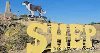 The Legend Of Shep, The Dog Who Never Stopped Waiting - Lethbridge News Now